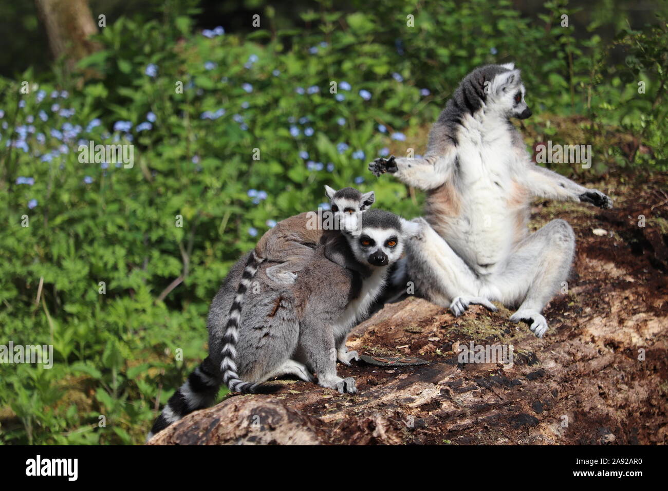 Lemuren (Ring-Tailed Lemur catta) Stockfoto
