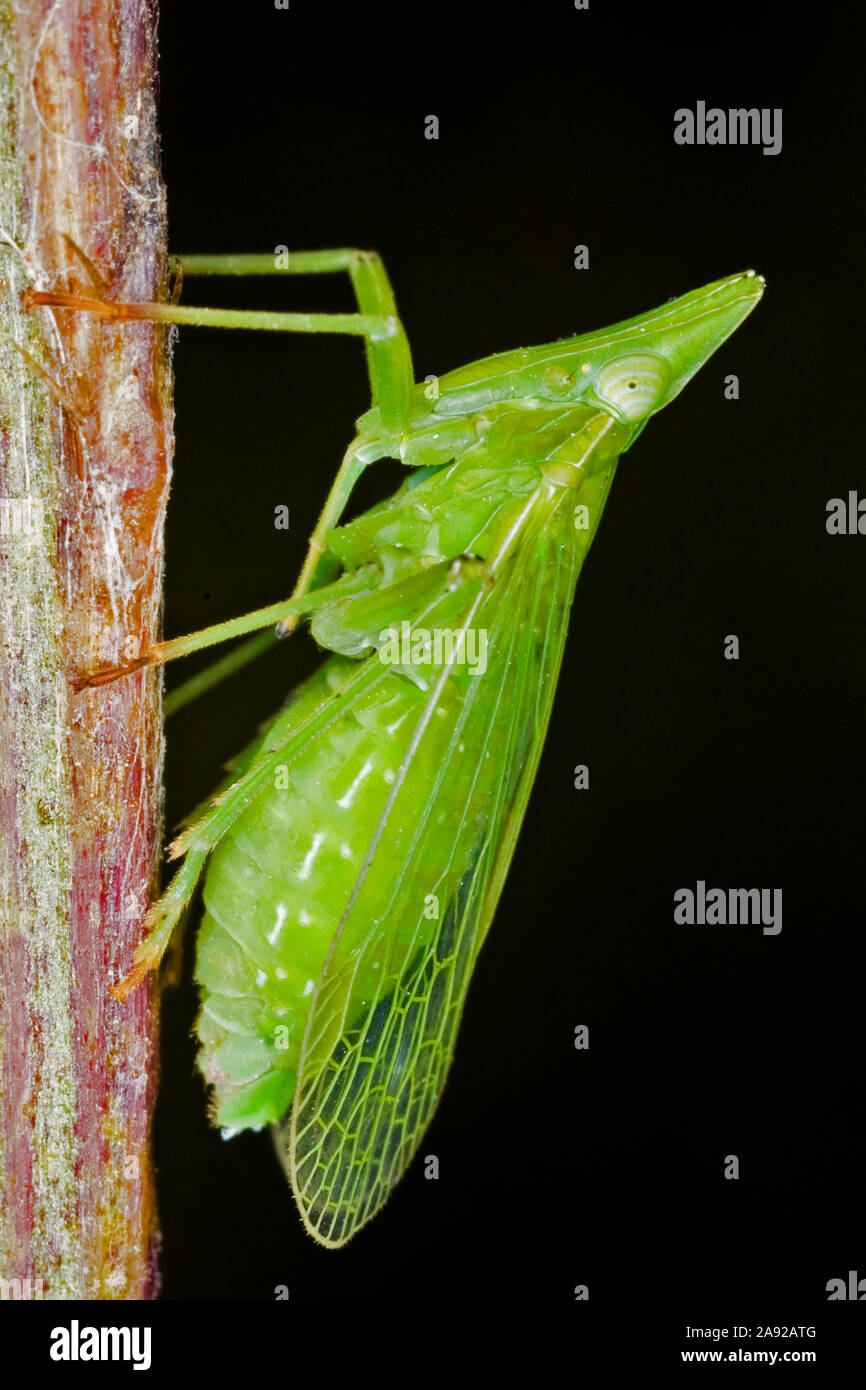 Zikaden, Laternenträger, Europäischer Laternenträger (Dictyophara europaea) (homoptera Dictyopharidae) - Planthopper, (Dictyophara europaea) (Homopt Stockfoto