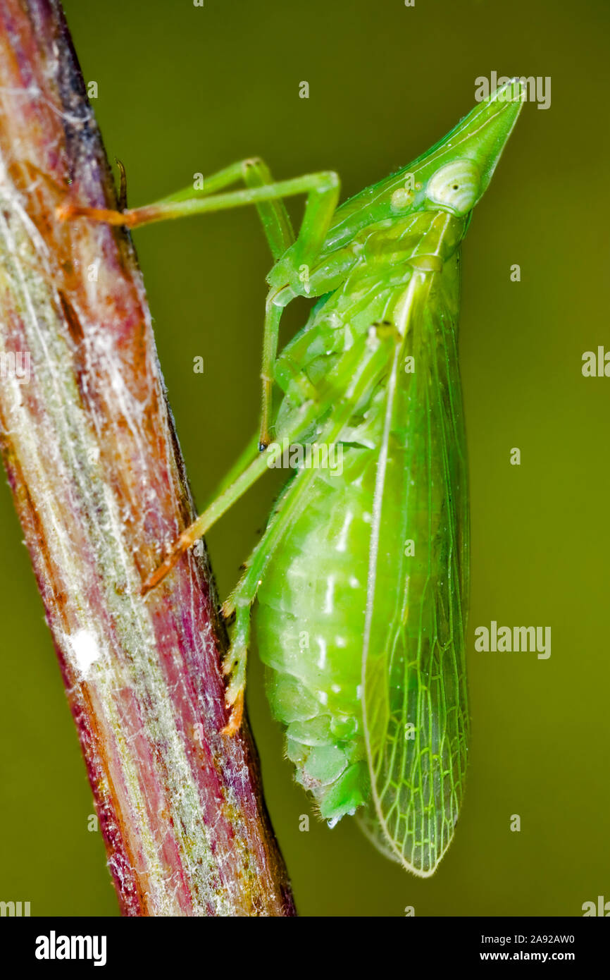 Zikaden, Laternenträger, Europäischer Laternenträger (Dictyophara europaea) (homoptera Dictyopharidae) - Planthopper, (Dictyophara europaea) (Homopt Stockfoto
