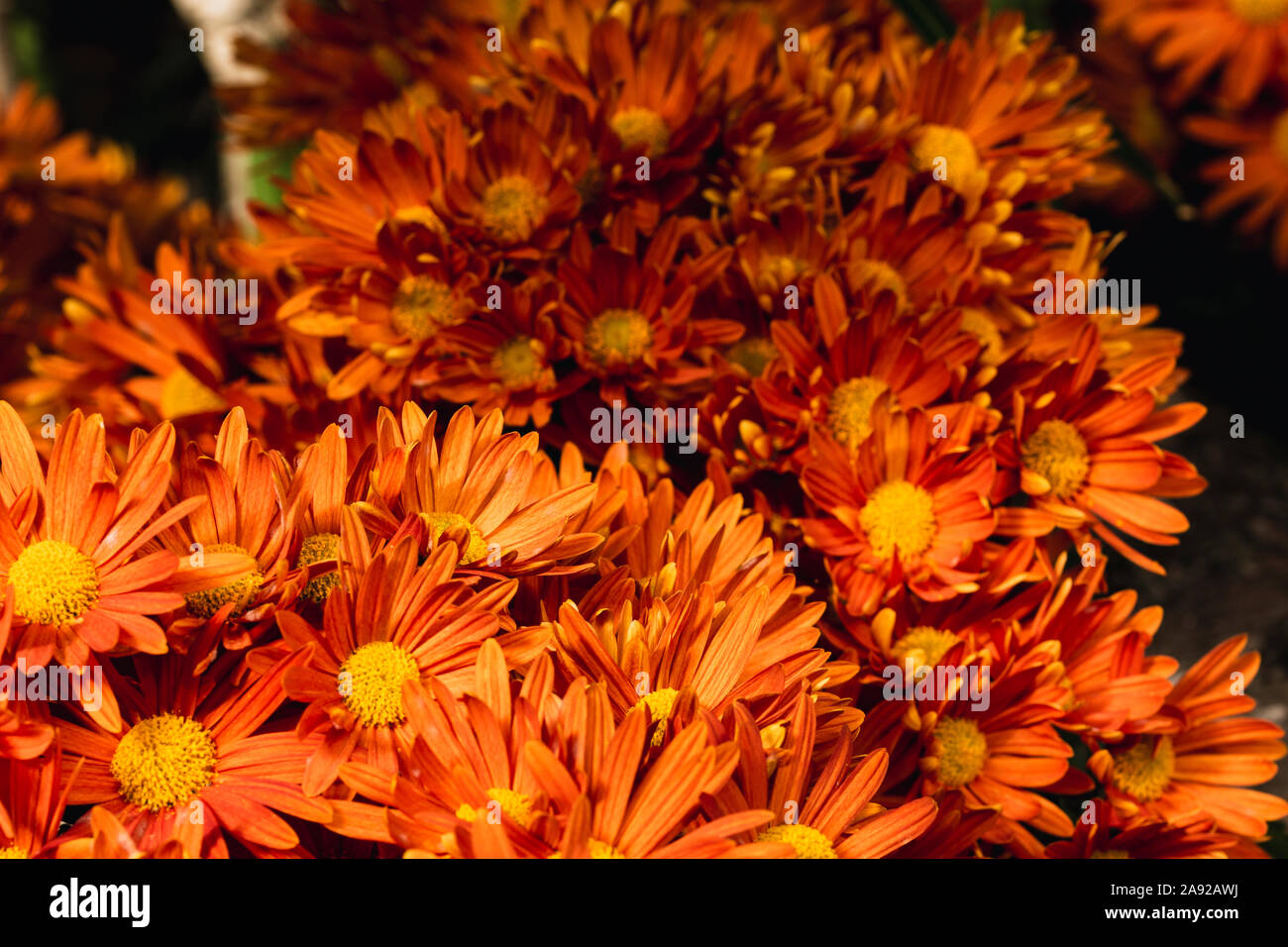 Floral background mit unscharfen orange Herbst Blumen, Floral Design Template für Jubiläum Karte mit selektiven Fokus und kopieren Sie Platz für Text Stockfoto