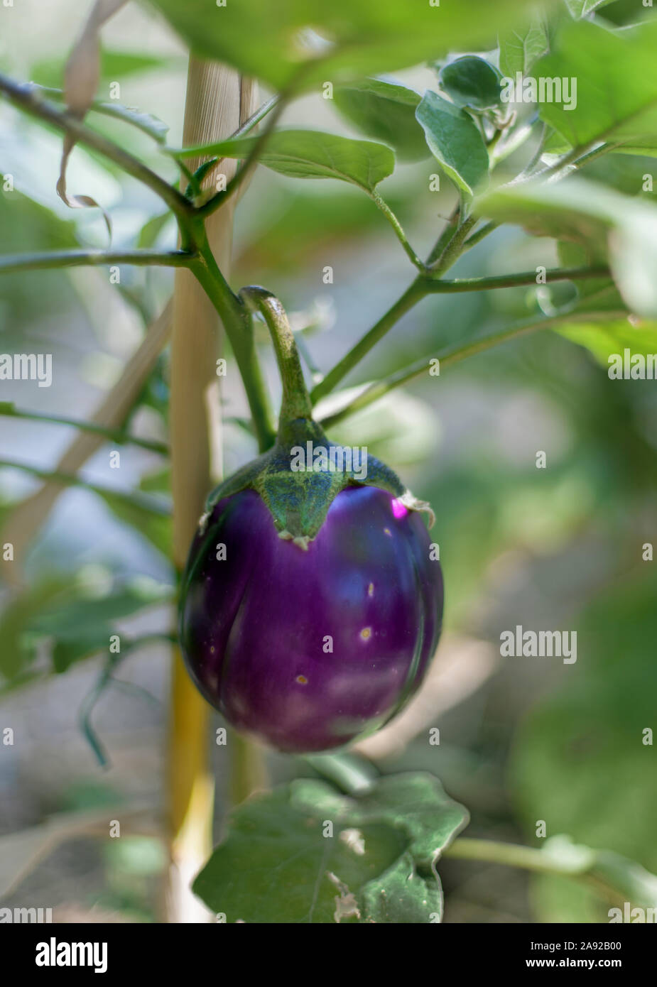 Aubergine Anbau Stockfoto