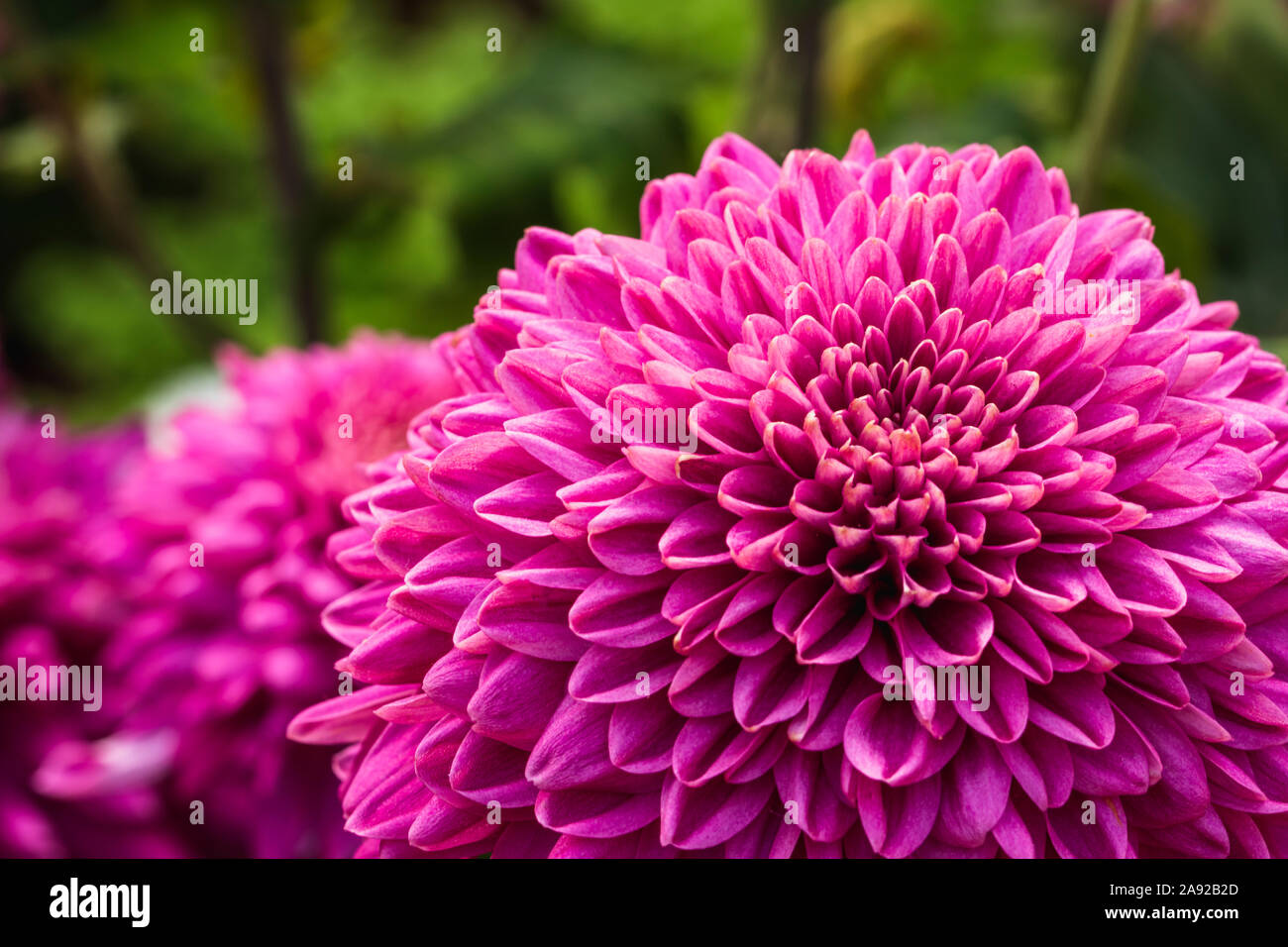 Verschwommen rosa Dahlie Blume auf defokussiertem Hintergrund, Blumendekoration Karte mit selektiven Fokus und kopieren Sie Platz für Text Stockfoto
