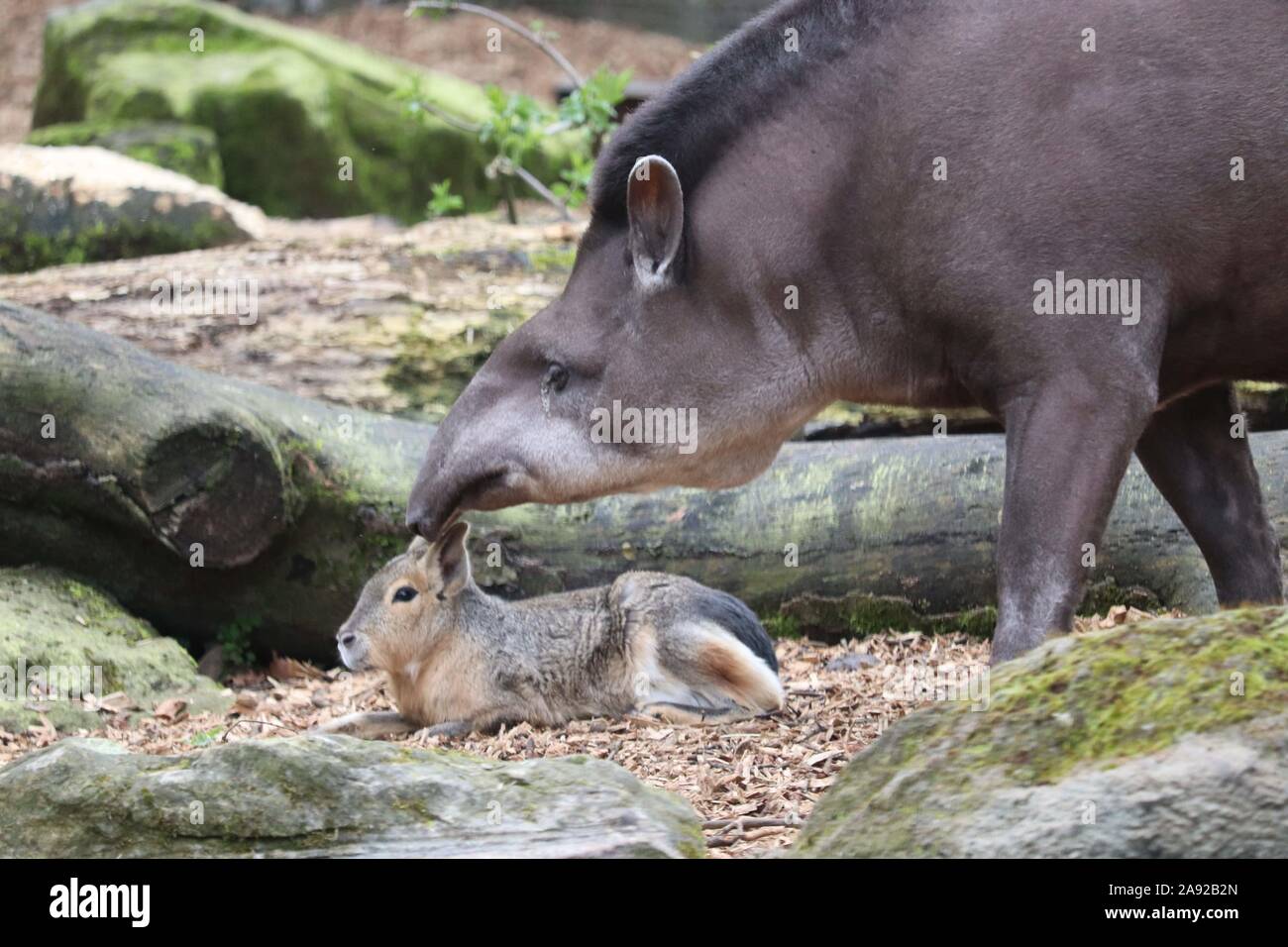 Patagonian Mara (Dolichotis patagonum) mit Männlichen Brazilian Tapir, Chico (Tapirus terrestris) Stockfoto