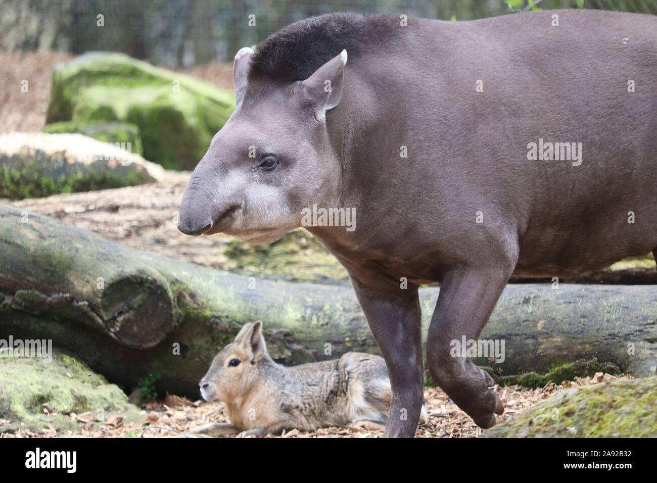 Patagonian Mara (Dolichotis patagonum) mit Männlichen Brazilian Tapir, Chico (Tapirus terrestris) Stockfoto