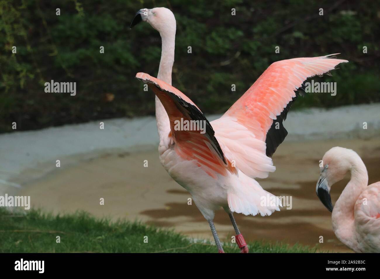 Chilenische Flamingo (Phoenicopterus Chilensis) Stockfoto