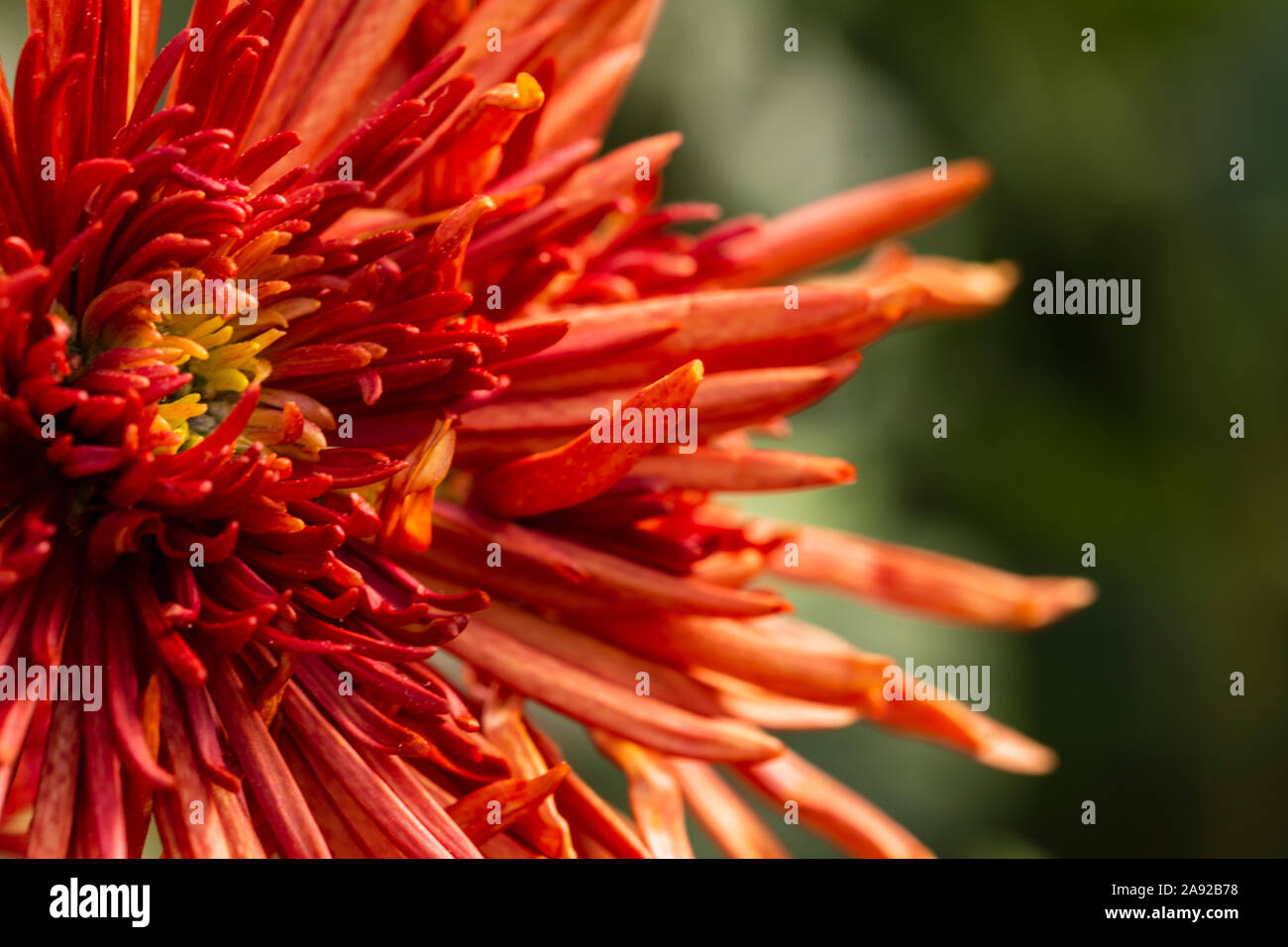 Verwischte rote Chrysantheme Blume auf defokussiertem Hintergrund, Deckel floral Design vorlage mit Platz für Text kopieren Stockfoto