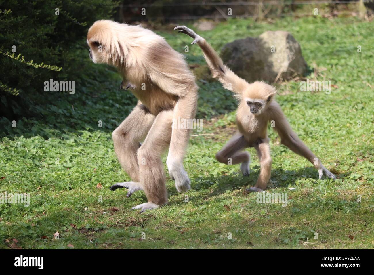 Weibliche Lar Gibbon, Meo mit Baby männlich Gary (Hylobates lar) Stockfoto