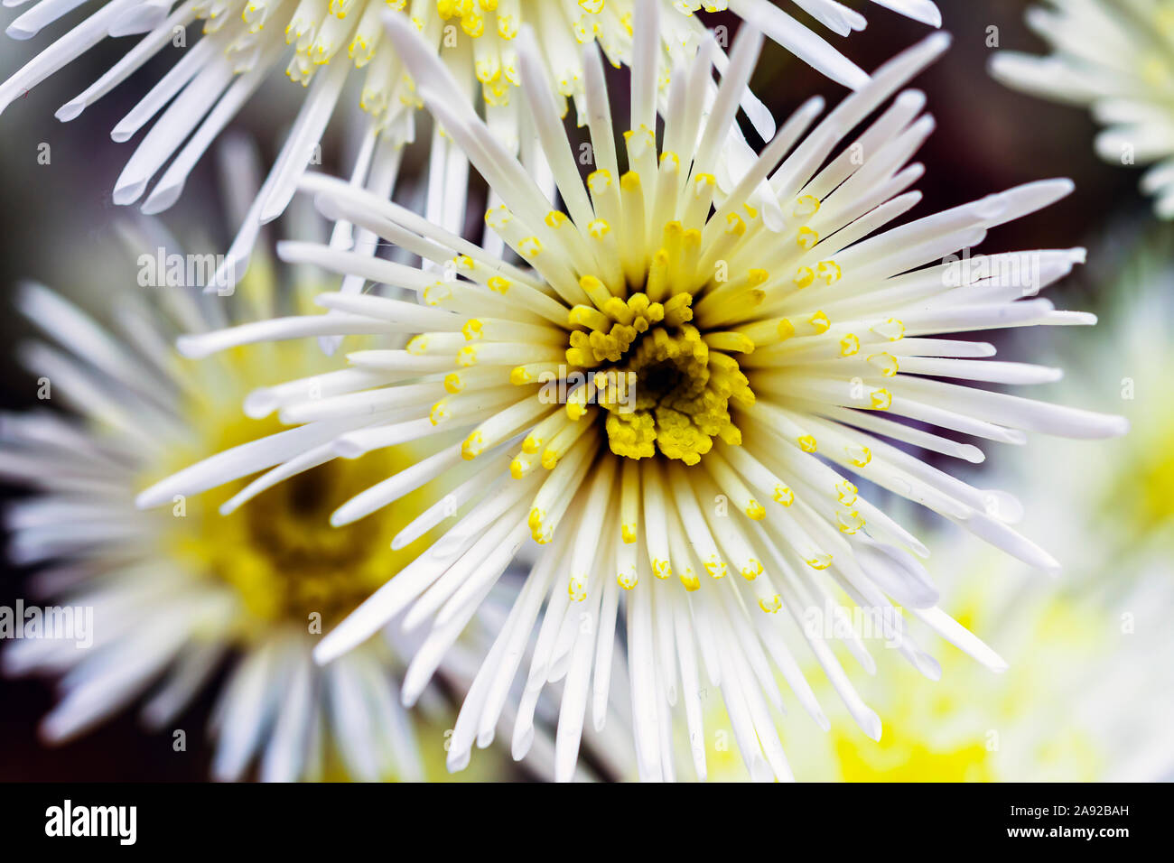 Defokussierten floral background, Makro Foto mit selektiven Fokus Technik der weiße Blume, florales cover Vorlage mit Platz für Text kopieren Stockfoto