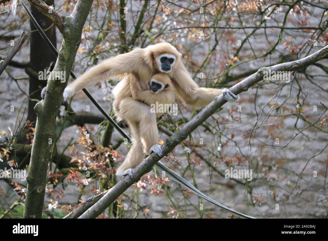 Weibliche Lar Gibbon, Meo mit Baby männlich Gary (Hylobates lar) Stockfoto