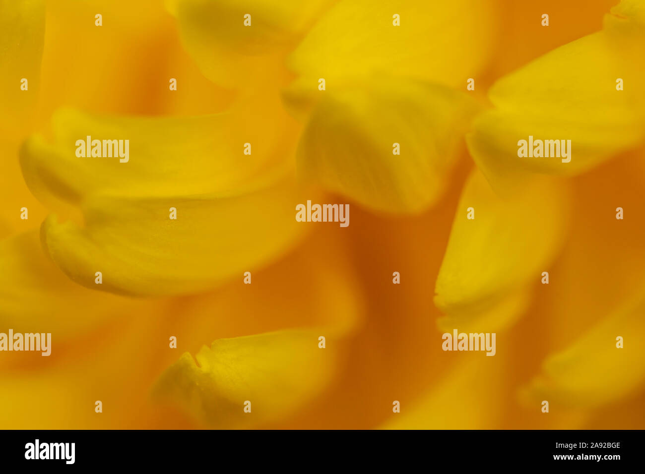 Defokussierten abstrakte gelben Hintergrund, abstrakt Design Template mit unscharfen Blütenblätter Stockfoto
