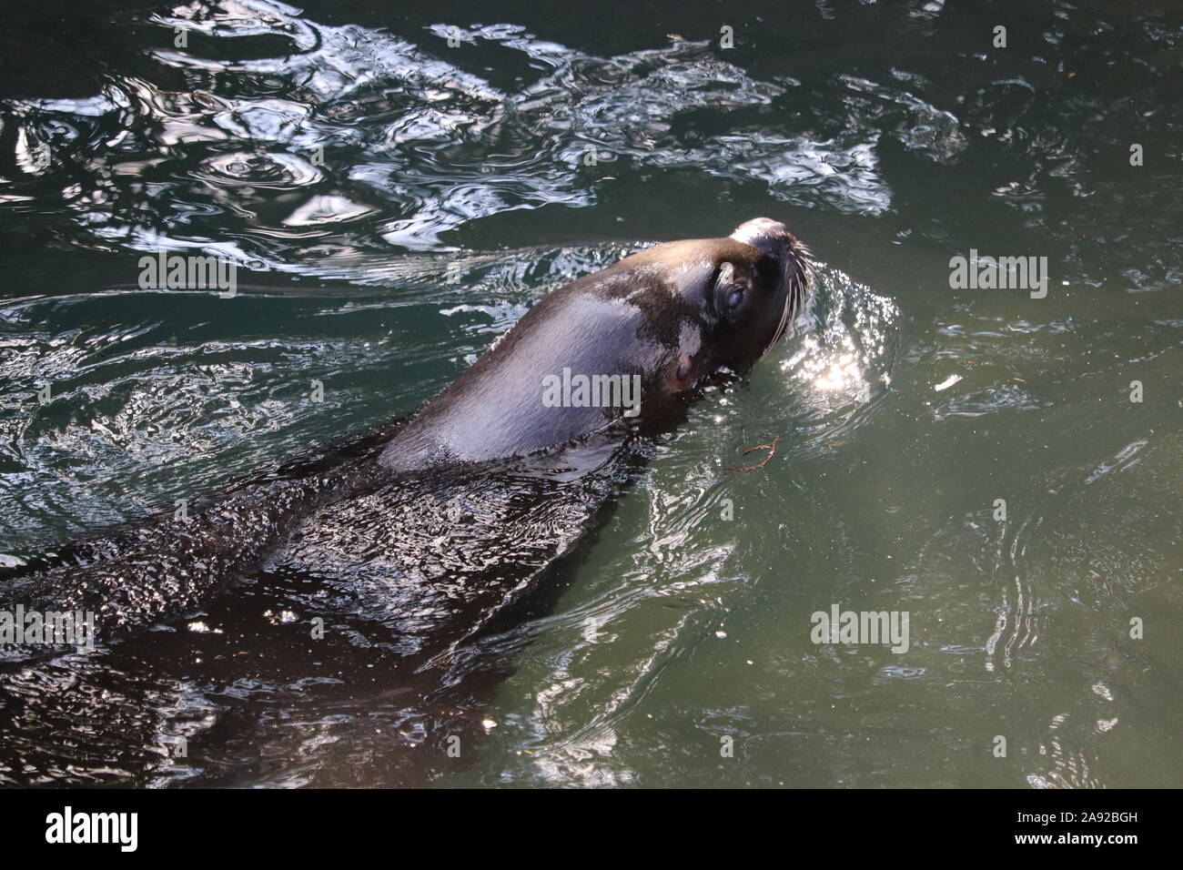 Weibliche patagonischen Seelöwen (Otaria flavescens) Stockfoto