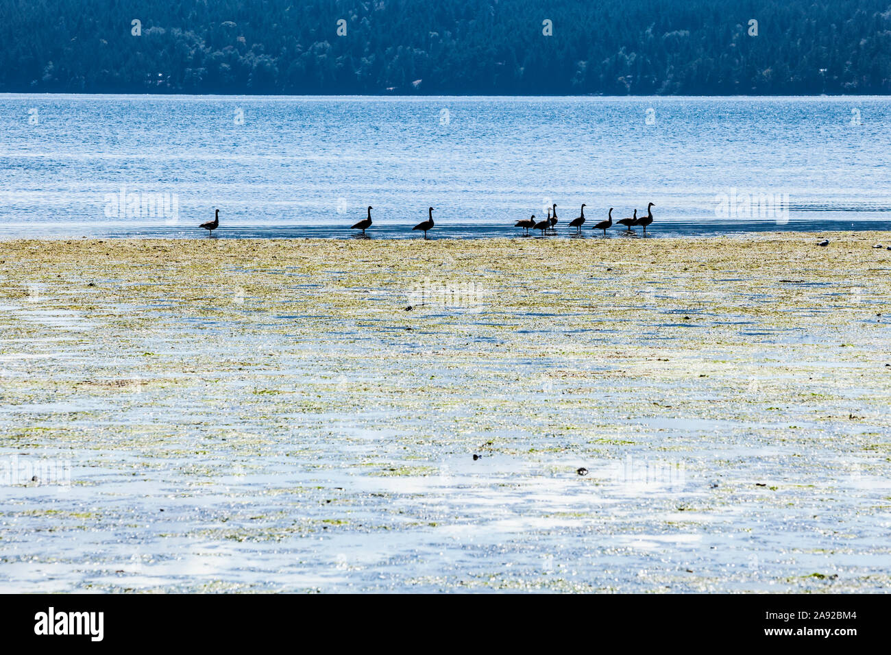 Kanadische Gänse auf Crescent Beach auf Orcas Island Fütterung in den Wattboden, Washington, USA. Stockfoto