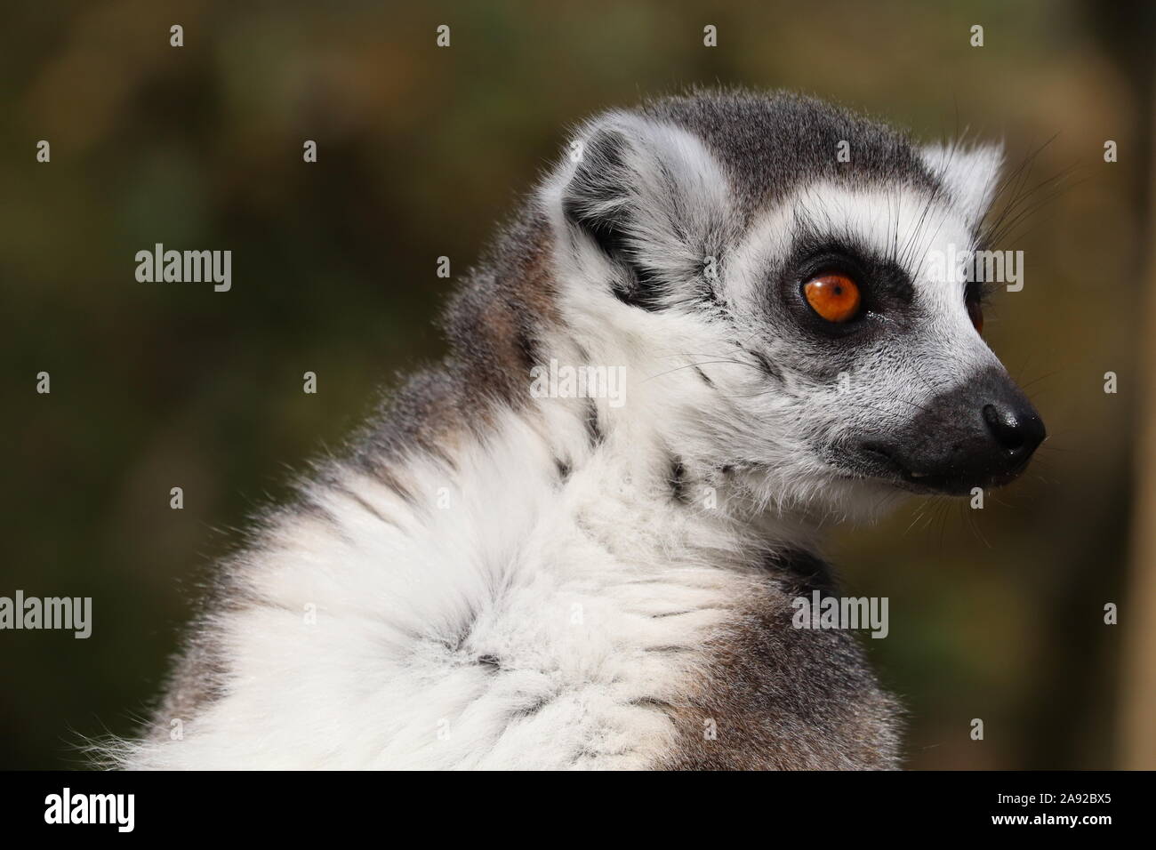 Männliche Ring-Tailed Lemur (Lemur catta) Stockfoto