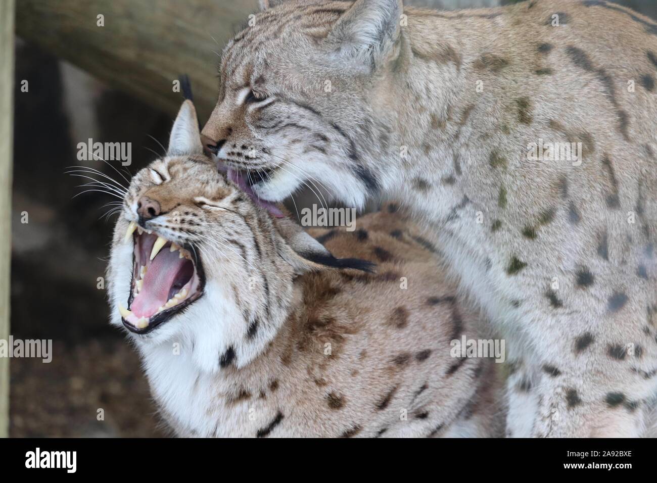 Karpaten Lynx, Daisy & Dakota (Lynx lynx Carpathicus) Stockfoto
