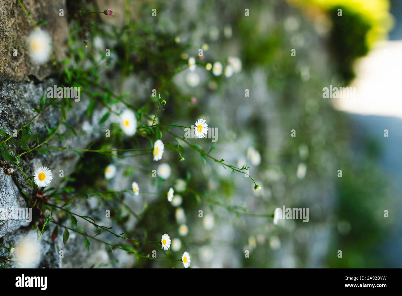 Blühenden Gänseblümchen Stockfoto