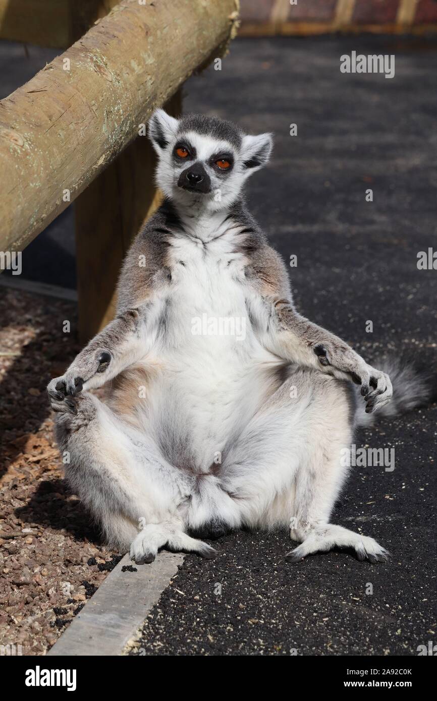 Männliche Ring-Tailed Lemur (Lemur catta) Stockfoto