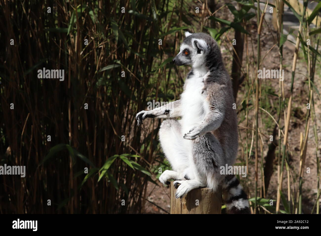 Männliche Ring-Tailed Lemur (Lemur catta) Stockfoto
