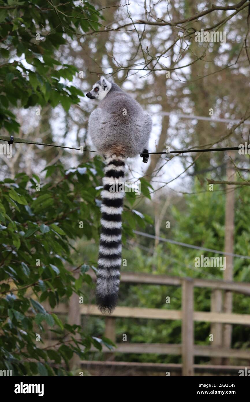 Männliche Ring-Tailed Lemur (Lemur catta) Stockfoto
