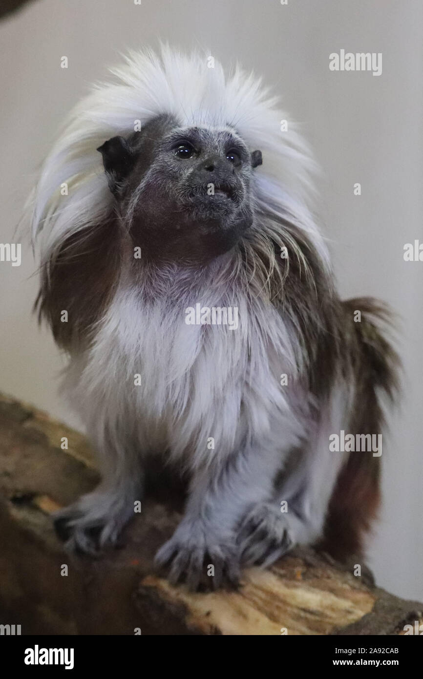 Cotton-Top Tamarin (Saguinus oedipus) Stockfoto