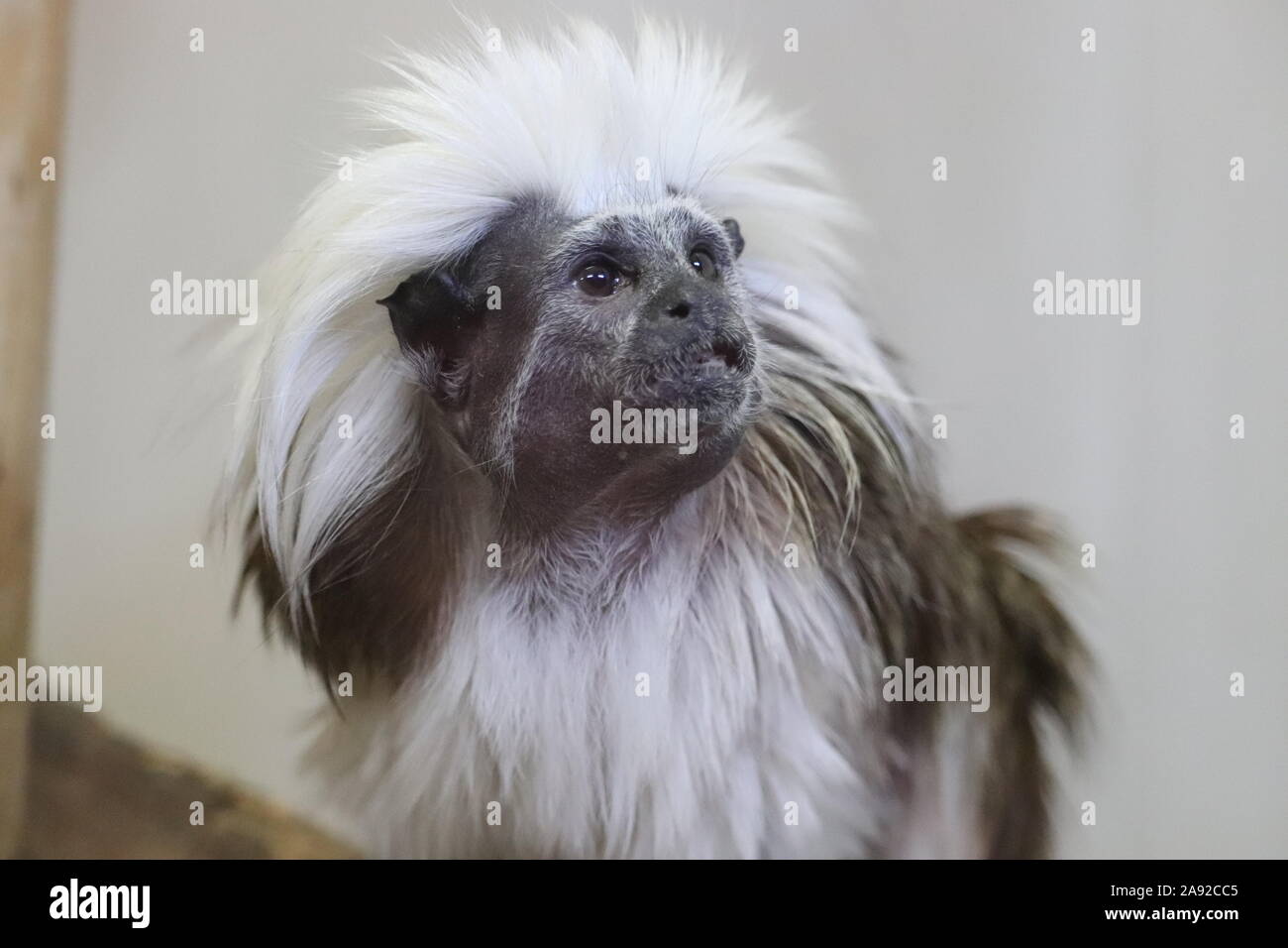 Cotton-Top Tamarin (Saguinus oedipus) Stockfoto