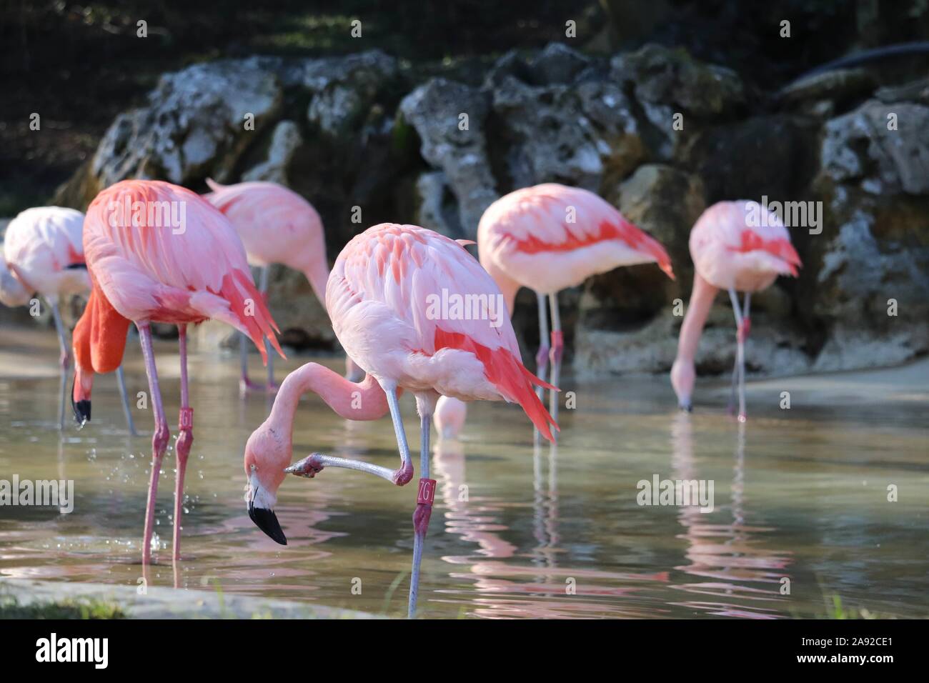 Chilenische Flamingo (Phoenicopterus Chilensis) Stockfoto