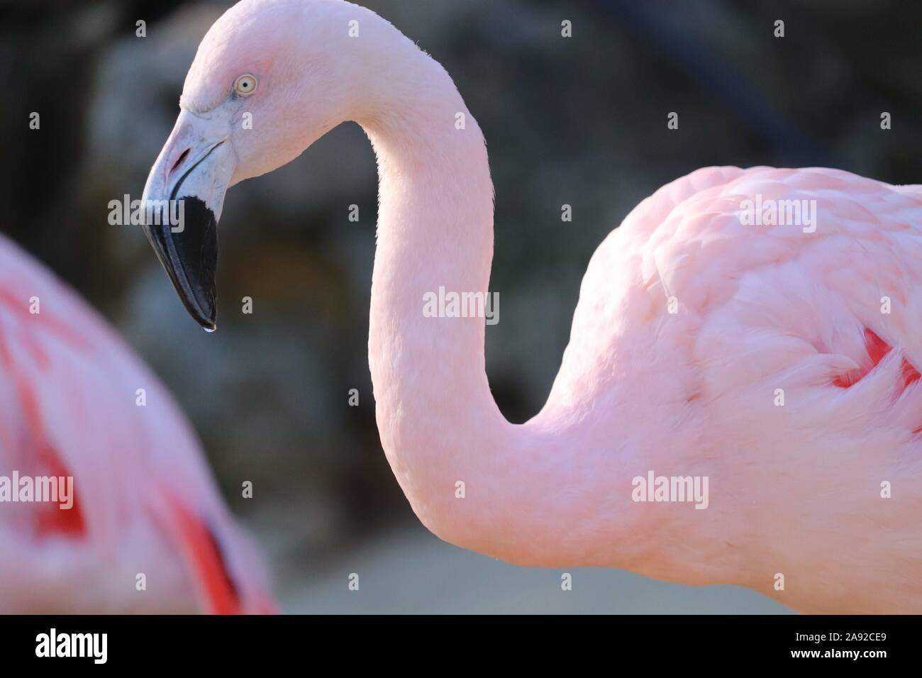 Chilenische Flamingo (Phoenicopterus Chilensis) Stockfoto