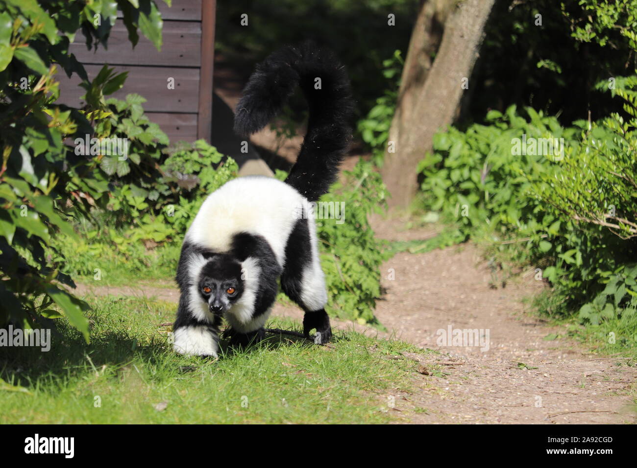 Männliche Schwarze & Weiße Vari (Varecia variegata) Stockfoto