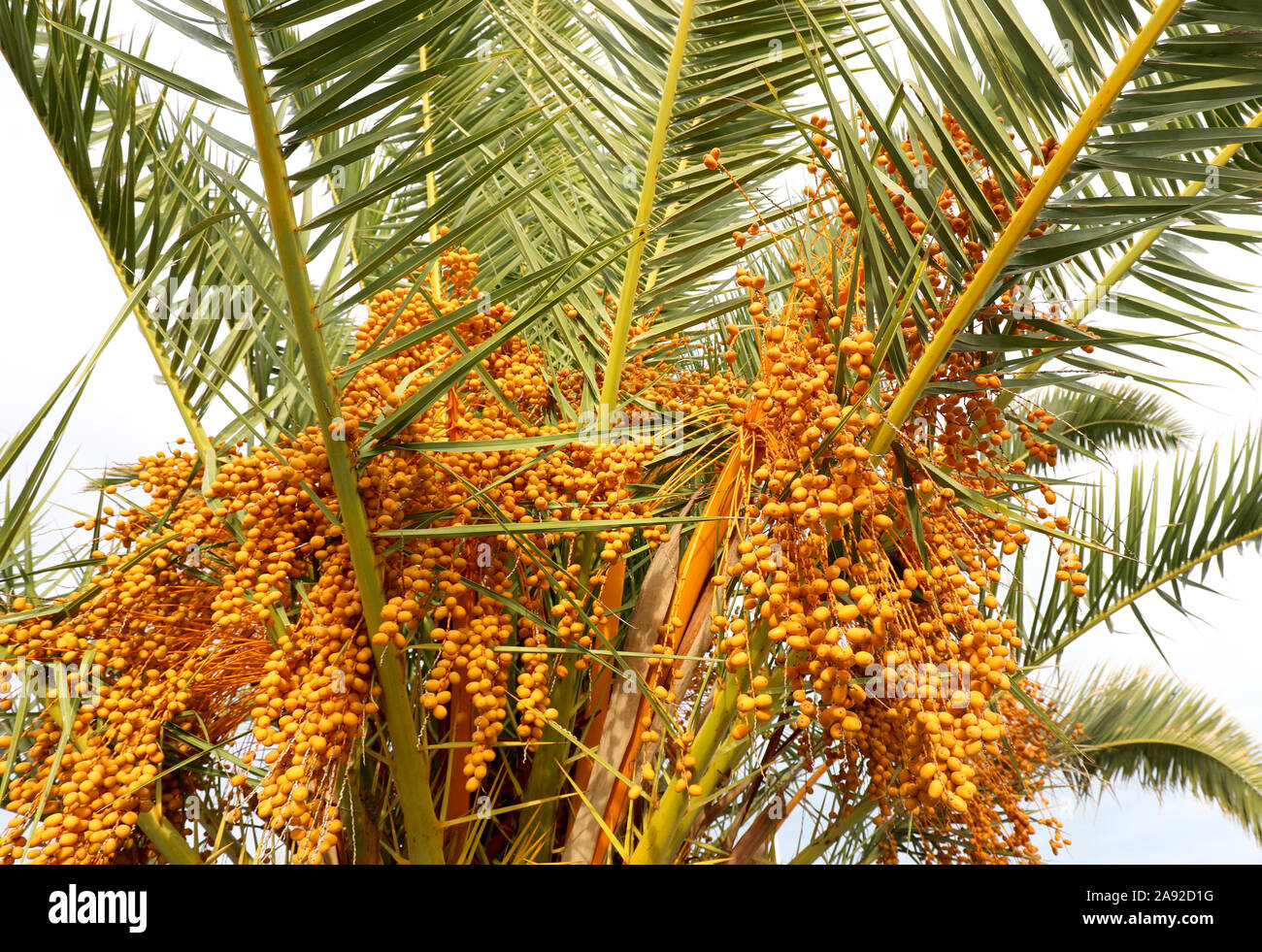Reife, gelbe Termine auf der Palme in der tropischen Land Stockfoto