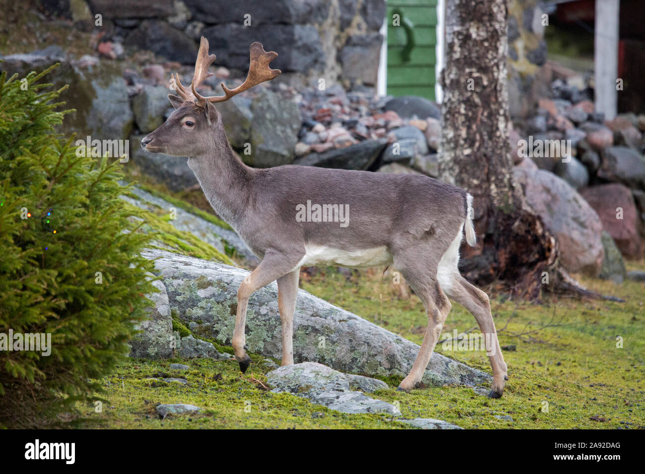 Hirsch Stockfoto