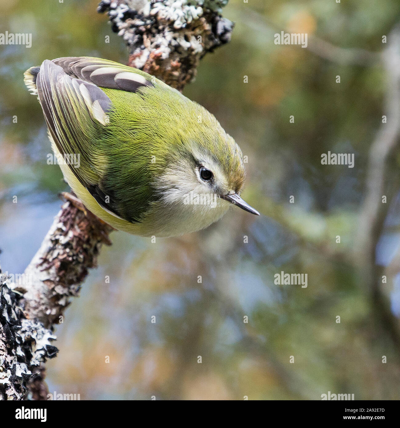 Vogel auf Zweig hocken Stockfoto