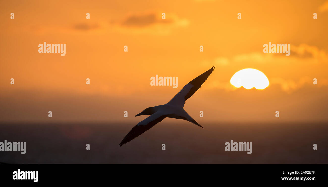 Silhouette Vogel gegen Sonnenuntergang Stockfoto