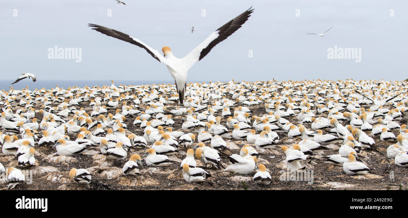 Basstölpel Kolonie Stockfoto
