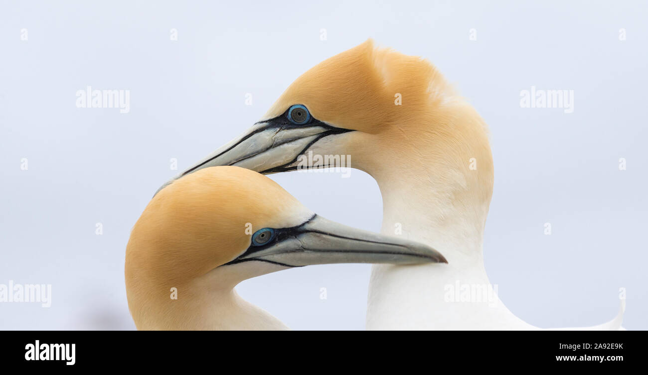 Basstölpel Stockfoto