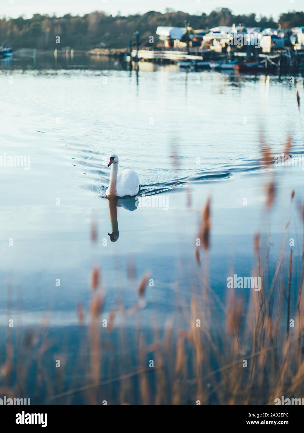 Schwan auf dem See Stockfoto