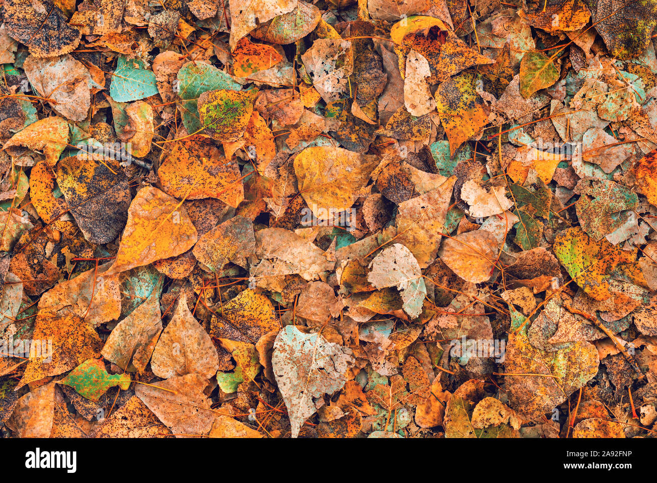 Trockene birke Blätter auf dem Boden im herbstlichen Park Stockfoto