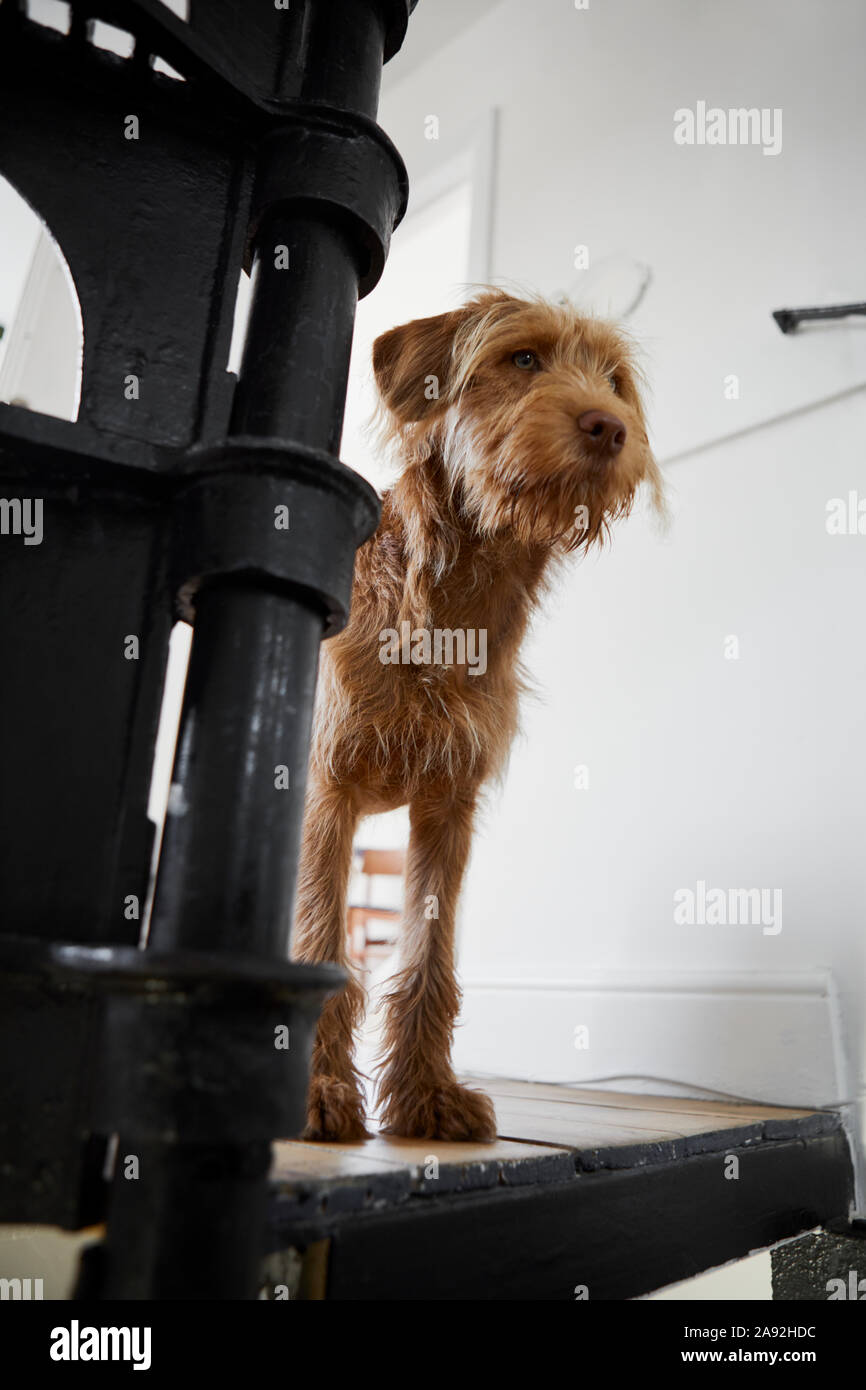 Hund auf Treppe Stockfoto