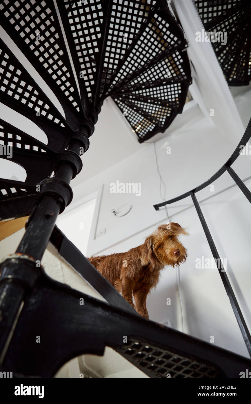 Hund auf Treppe Stockfoto