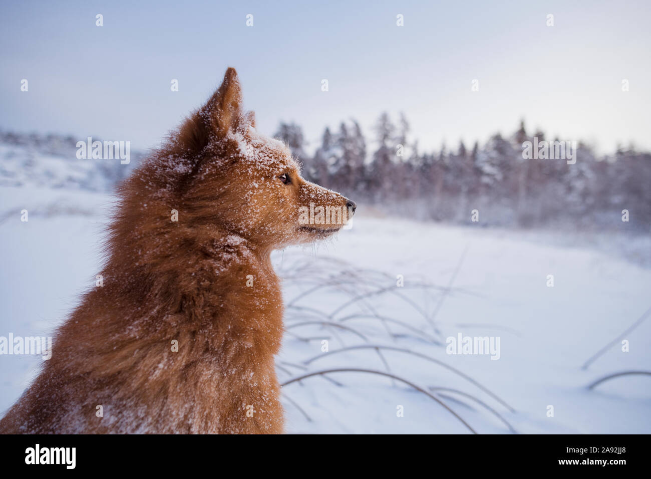 Hund Weg schauen Stockfoto