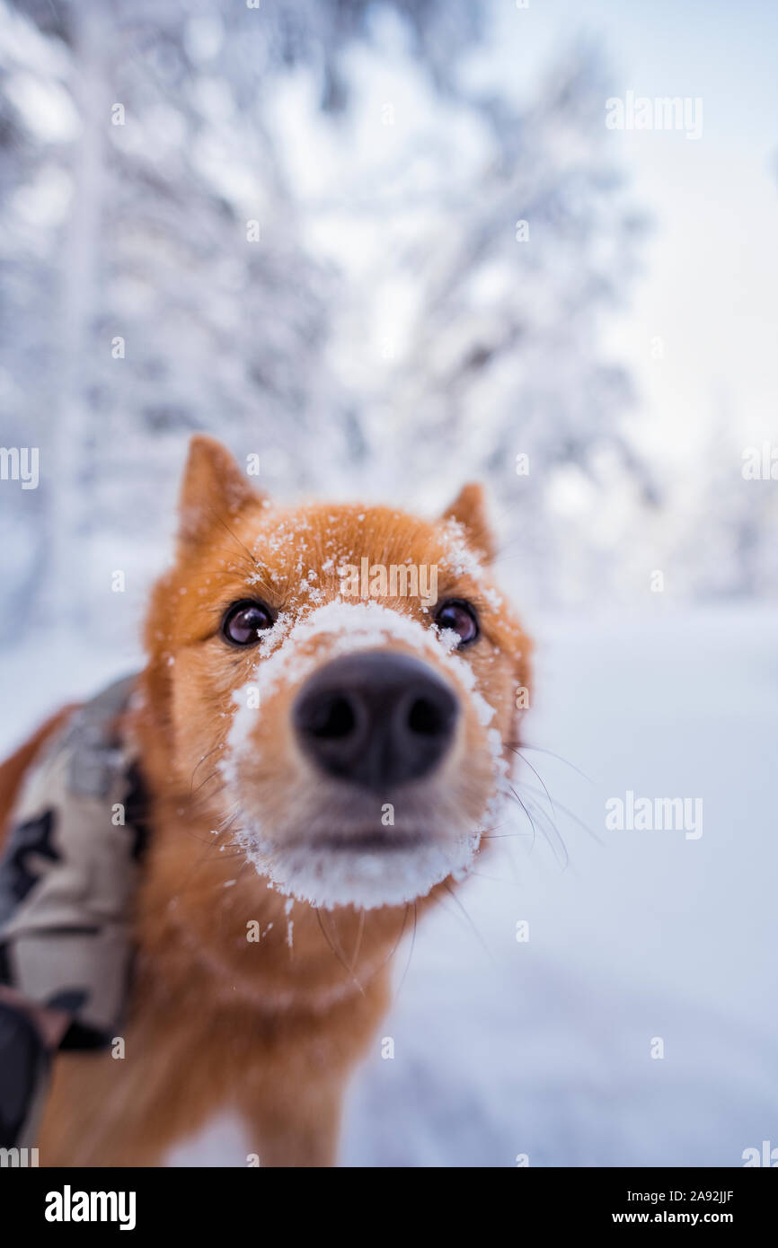 Hund, Blick in die Kamera Stockfoto