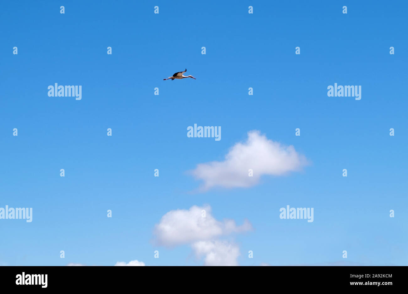 Fliegender Storch Stockfoto