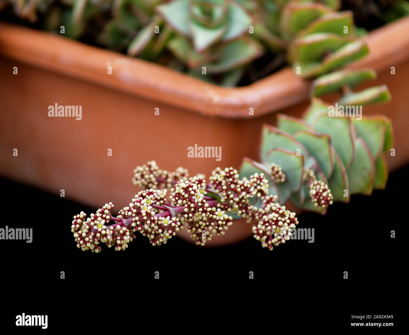 Die weißen Blüten der Sukkulenten am Garten Stockfoto