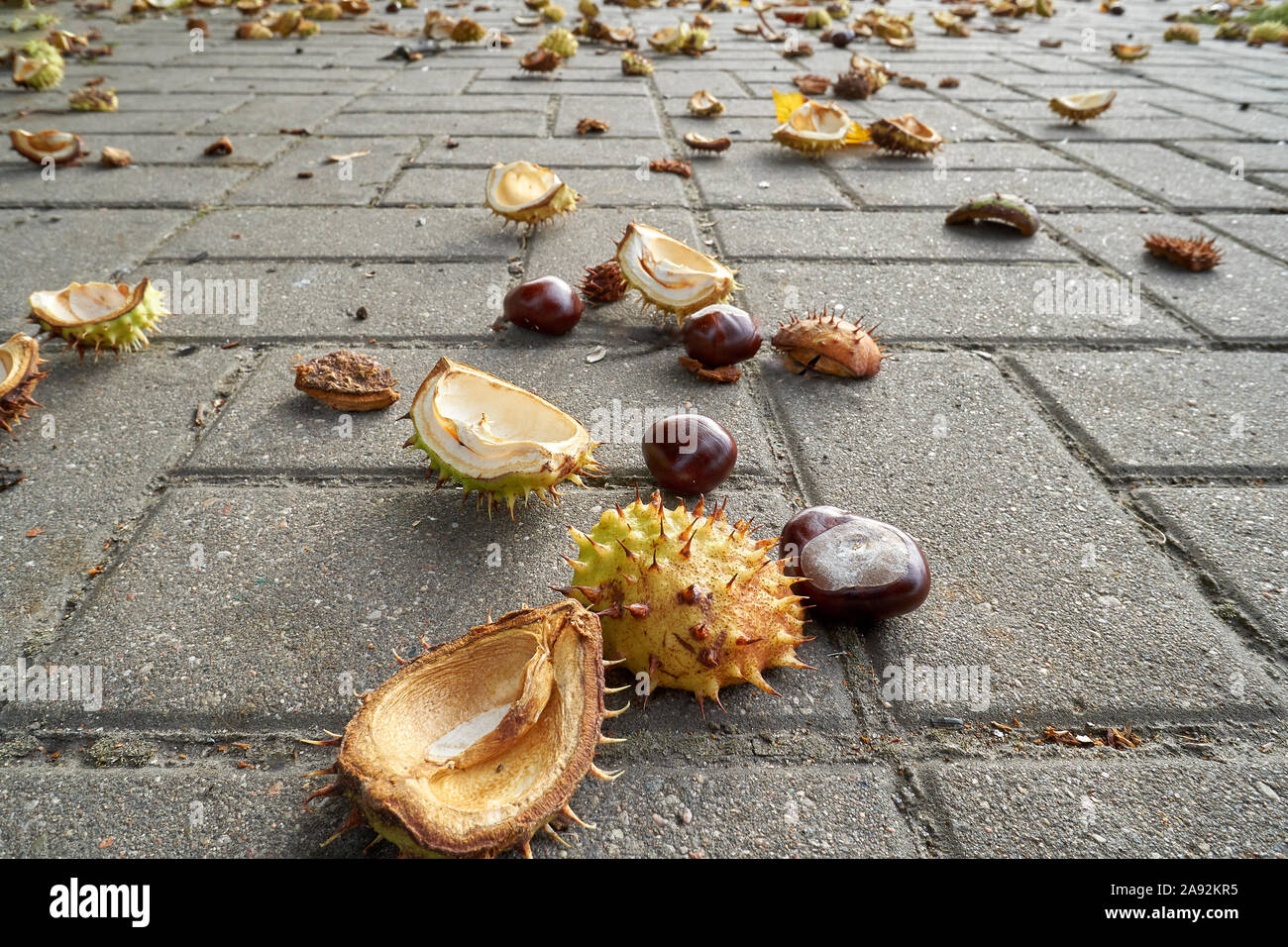 Conkers in offenen dornige Shell auf nassen dunklen Asphalt Stock. Stockfoto