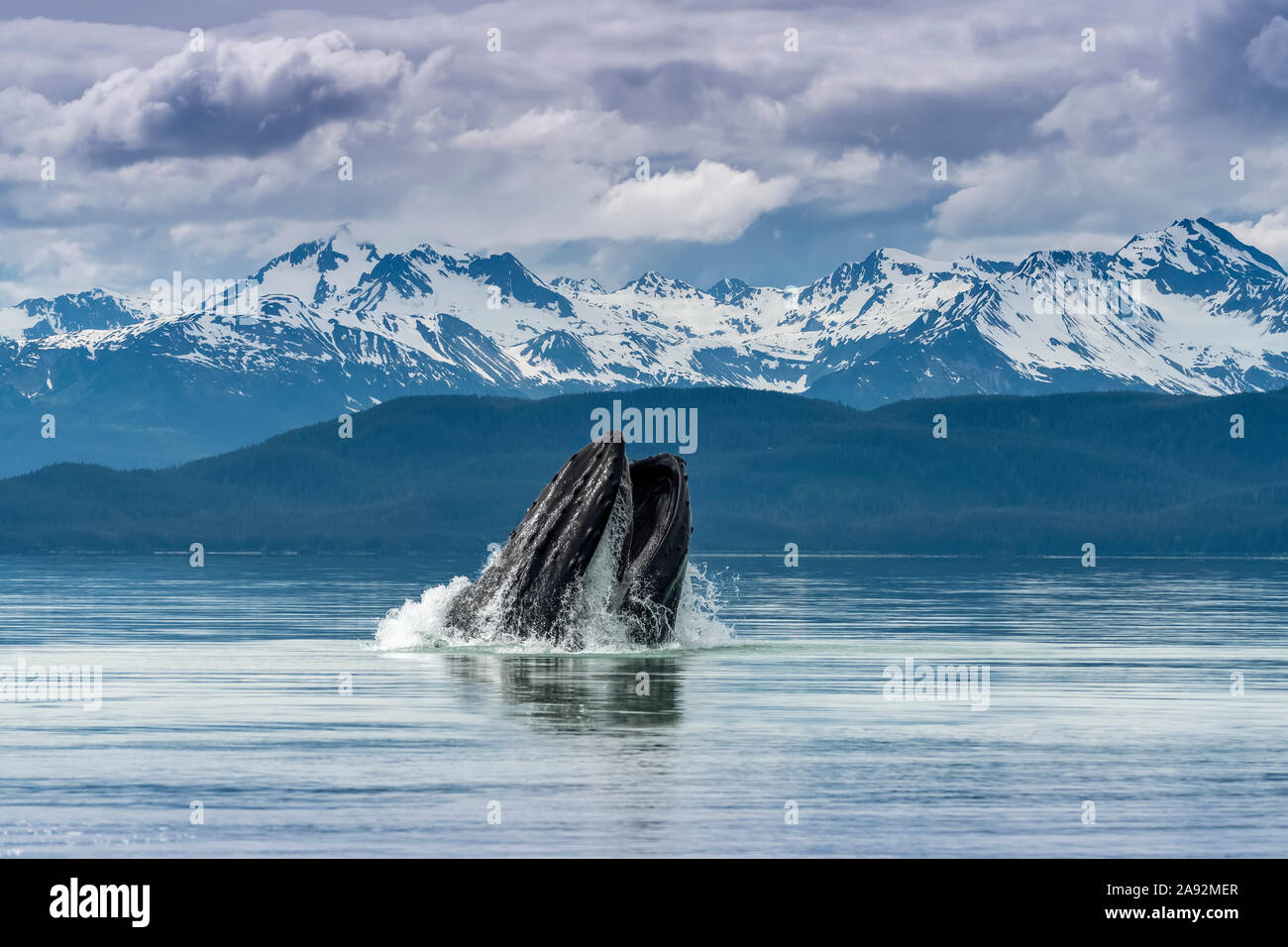 Buckelwal (Megaptera novaeangliae) Ausfallschritt, der Hering mit Blick auf Kehlfalten füttert, Inside Passage, Lynn Canal Stockfoto