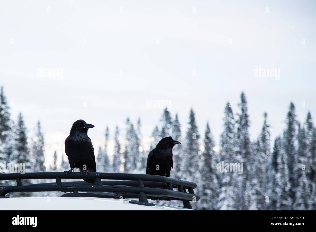 Ravens thront auf einem Autodach vor schneebedeckten Bäumen Stockfoto