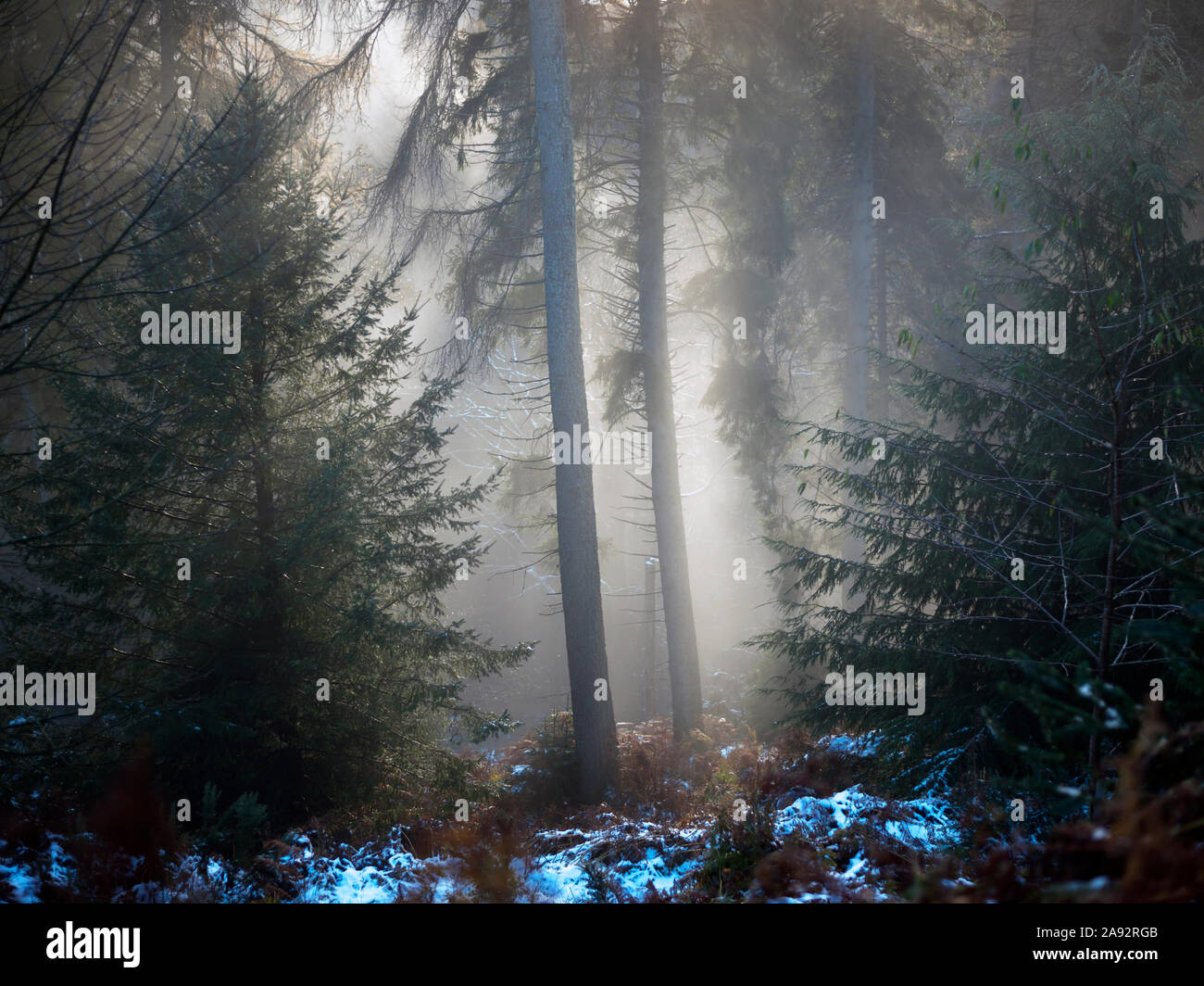 Hintergrundbeleuchtung winterliche mystische am späten Nachmittag Wald Szene mit Licht dringt durch die Bäume und eine Streuung von Schnee auf dem Boden. Stockfoto