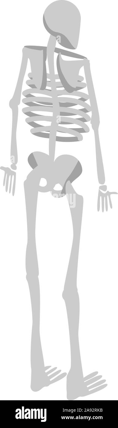 Rückseite des menschlichen Skeletts Symbol, isometrische Stil Stock Vektor