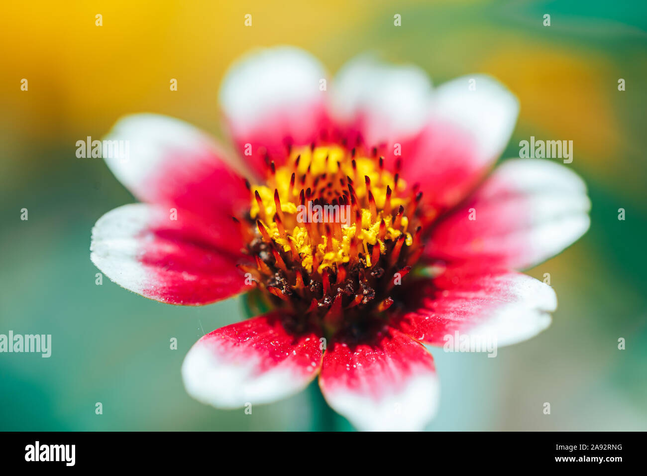 Makro Blume Hintergrundbild orange zinia Makro ausgewählten Fokus Stockfoto