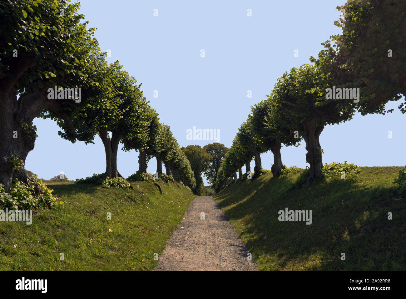 Feston Avenue in Bothmer Schloss in der Nähe von Boltenhagen, Ostsee, Mecklenburg-Vorpommern, Deutschland, Europa Stockfoto