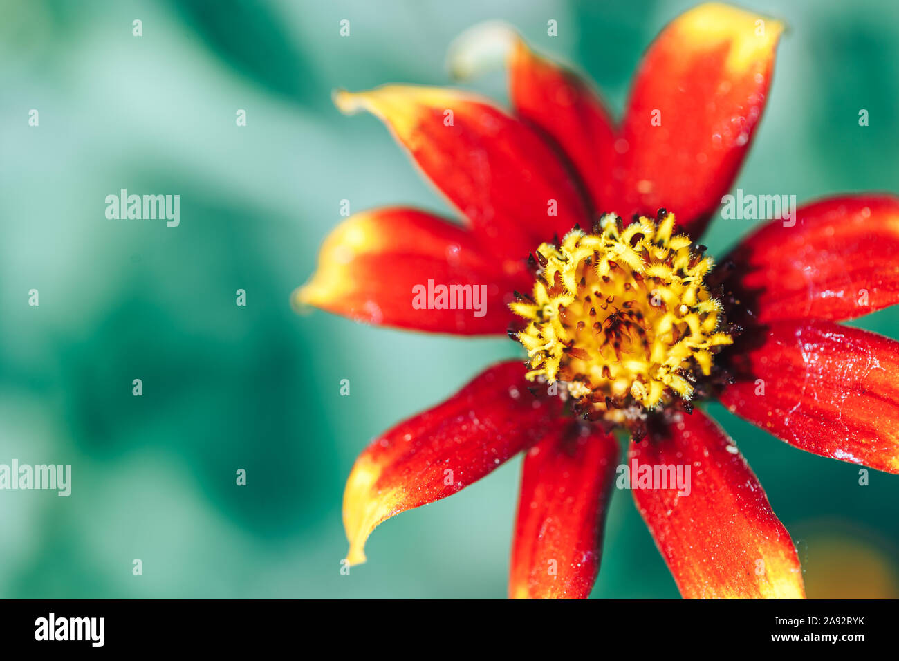 Makro Blume Hintergrundbild orange zinia Makro ausgewählten Fokus Stockfoto