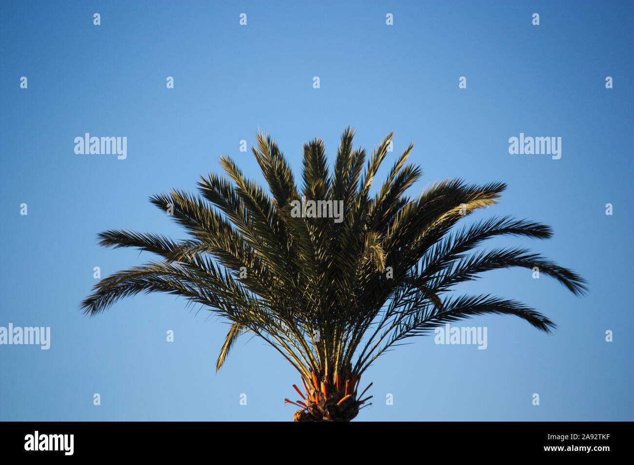 Nahaufnahme der Blattoberfläche Krone oder Tasse eine Dattelpalme, Phoenix dactylifera mit den blauen Himmel im Hintergrund Stockfoto